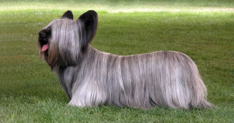 Breed health alert over bill’s plan to ban puppy imports