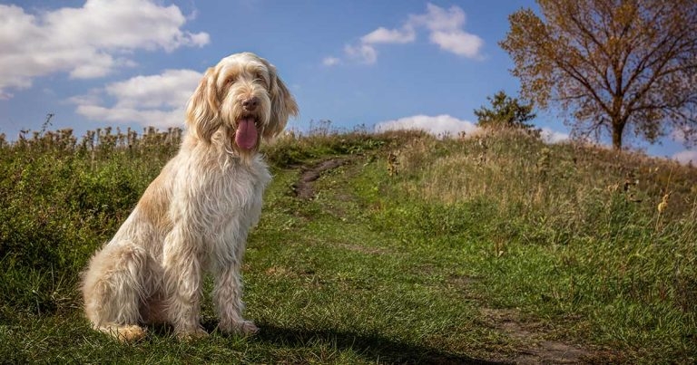 The Kennel Club introduces DNA control schemes to protect UK dogs