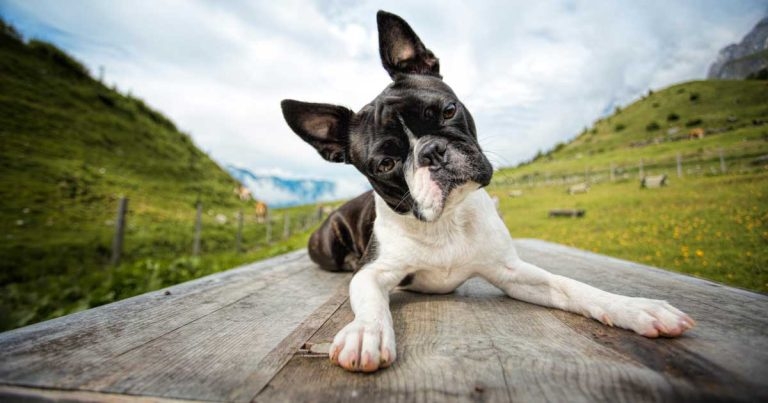 Health first plea as new Boston terrier brachycephaly analysis published