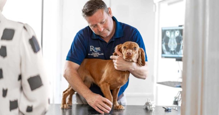 Bristol vet becomes UK’s first neurology AVP