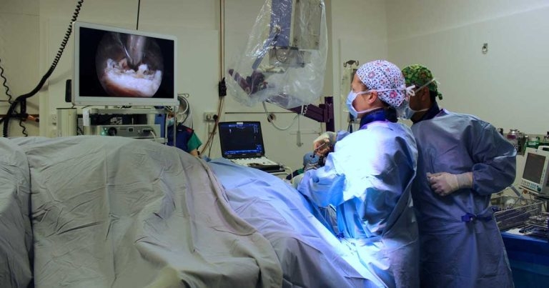 Hampshire hospital hails ‘remarkable’ equine surgery impact