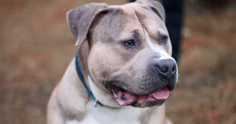 XL bully exemption certificate withdrawal scheme planned