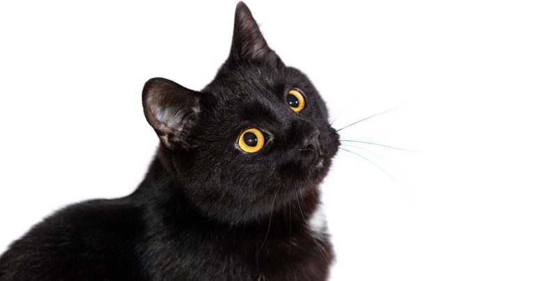 City Vets – Matt’s distress after euthanising a patient