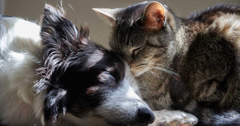 Intestinal parasite screening: what to do with the results?