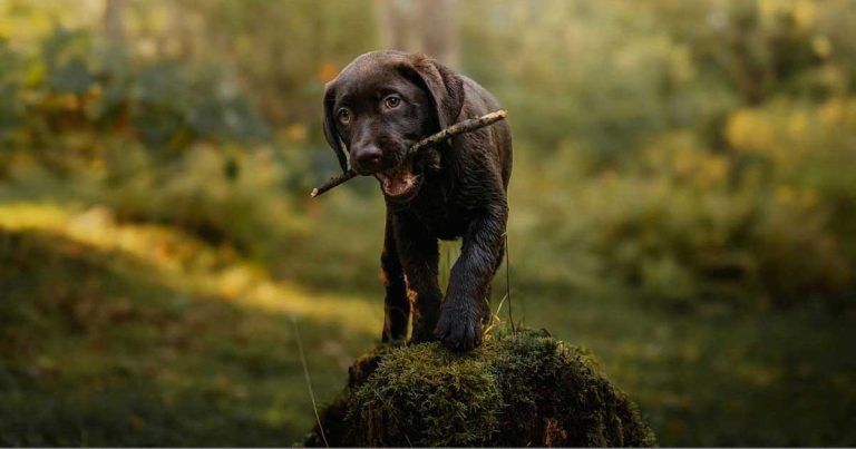 Osteoarthritis in young dogs