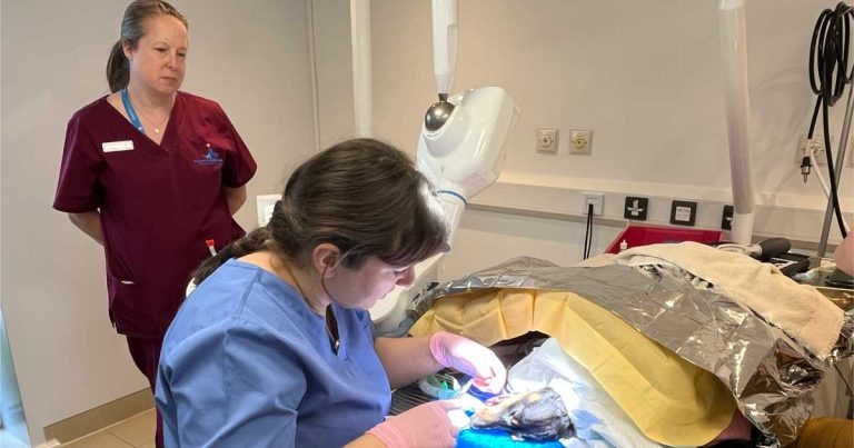 Fitzpatrick Referrals launches dentistry service