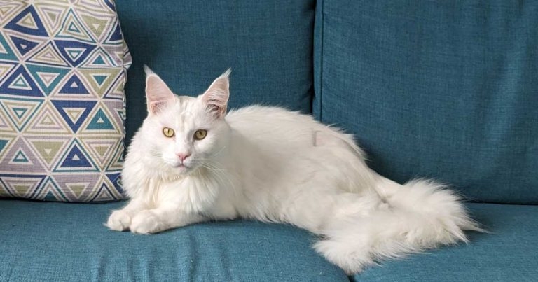 Paralysed cat back on all paws after infection