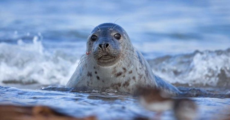 Avian flu discovered in grey seals
