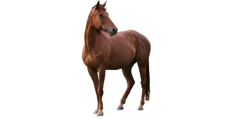 Equine biochemistry and haematology analysis