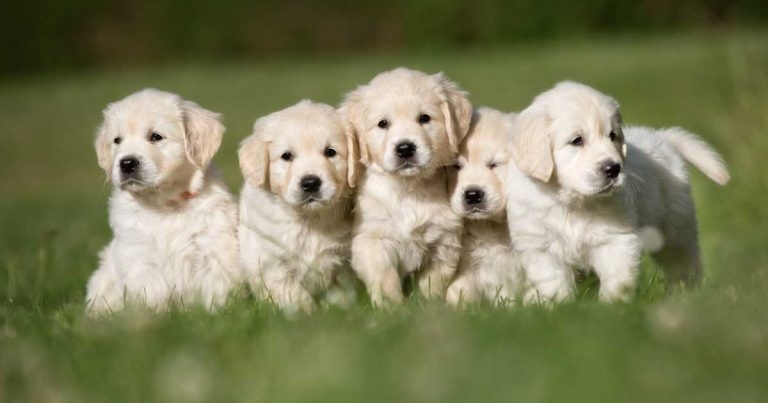 Research shows scale of illegal and unlicensed dog breeding