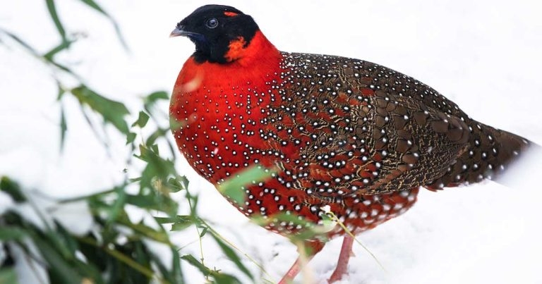 Pheasant charity offers CPD trip to Nepal