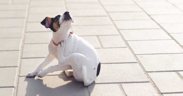 An itchy dog – diagnostics and importance of cytology