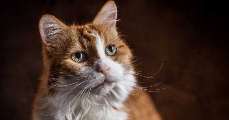 Canine and feline geriatric profiling: how can it help?