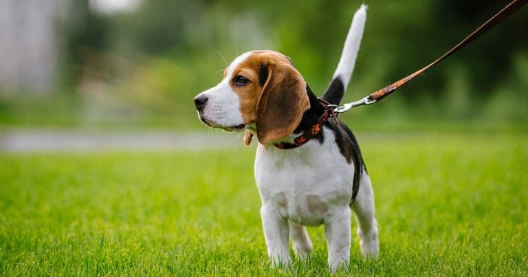 Walkies warning as charity urges canine consideration