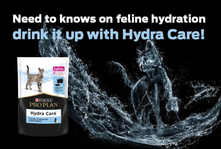 Feline hydration: all you need to know