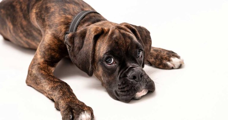 Gastrointestinal issues in dogs: updates on the latest research