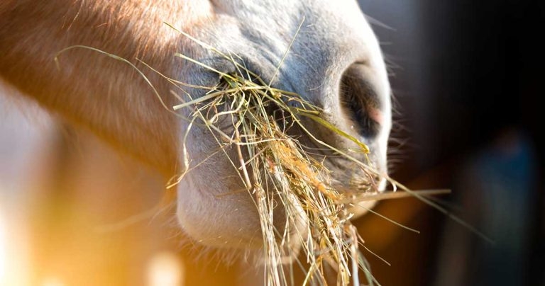 Laminitis: update on diagnostics, treatments and implementation