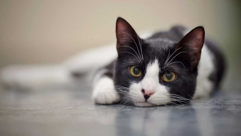 Stressed cats: managing issues and problems in feline consults