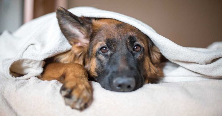 Specialist testing for pets’ difficult endocrine diseases