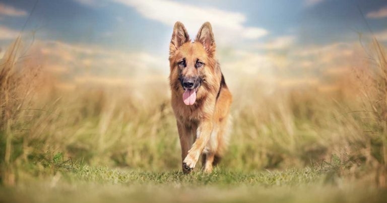 Hip dysplasia: time to move from correction to prevention