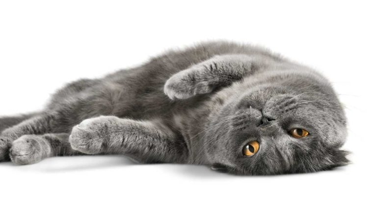 Avian influenza in felines – is this a cause for concern?