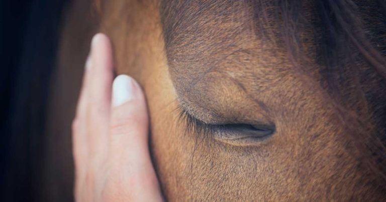 Six decades of changing veterinary anaesthesia