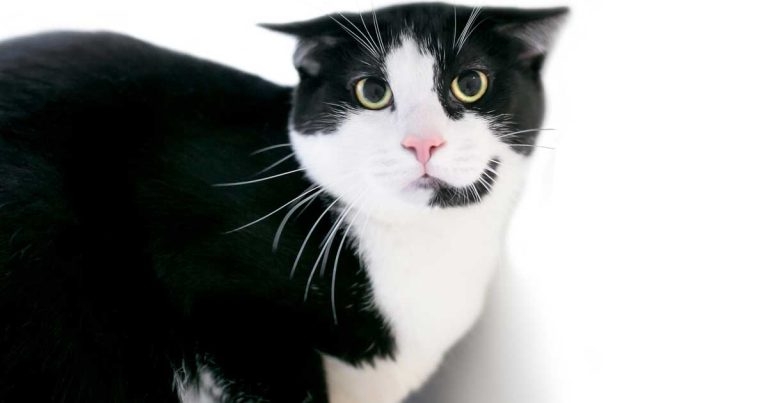 Behavioural cases: the role of the GP vet – what can we do?