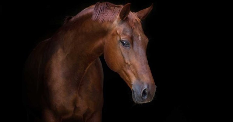 Equine infectious diseases: surveillance communication