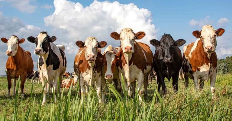 Novel tool to help reduction of parasiticide use in cattle launches