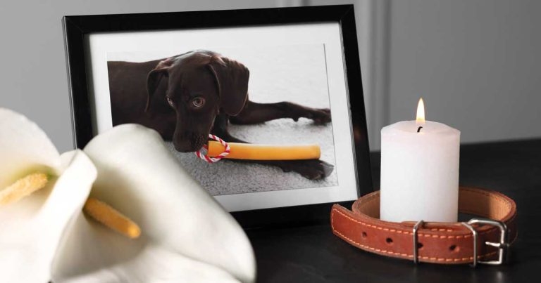 RCVS ponders pet loss counselling offer for pet owners