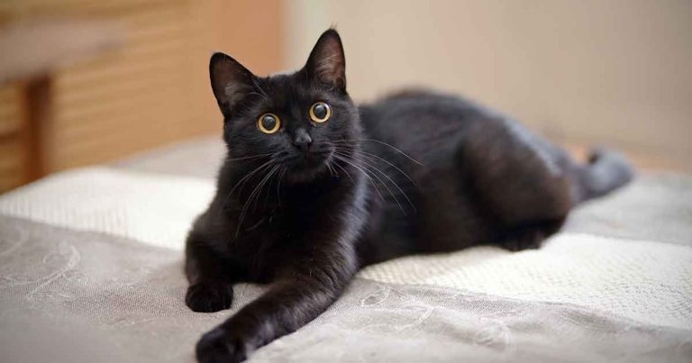 Proactive call to reduce euthanasia after diabetes mellitus diagnoses