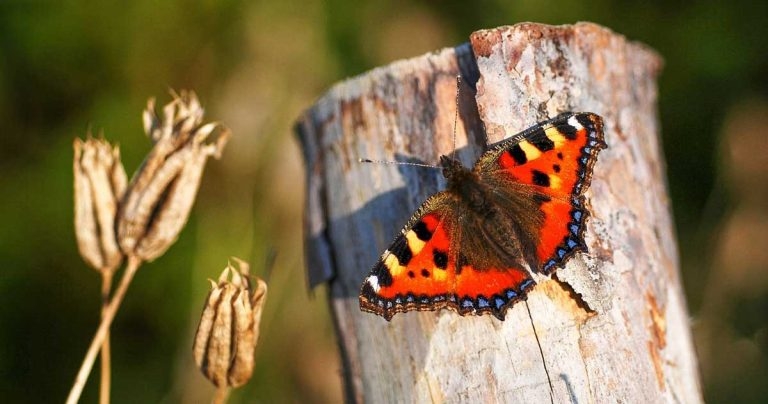 Butterfly numbers among ‘worst ever’ in 2024