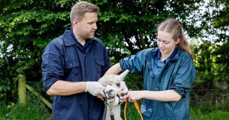 CVS unveils new graduate farm vet exchange scheme