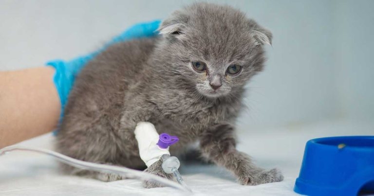 Transfusion medicine: when, why and how of blood typing