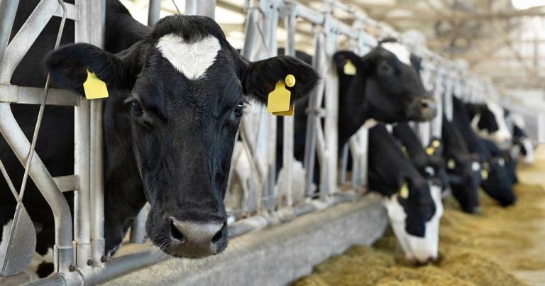 Respiratory disease in cattle: preventive versus reactive care