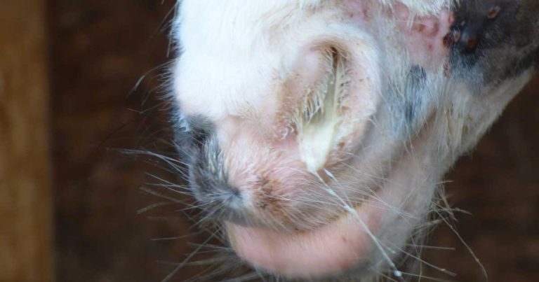 Equine vets’ help sought for client strangles survey