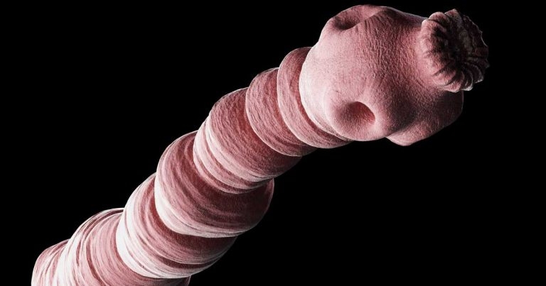 Calls for increased surveillance on zoonotic tapeworm UK prevalence