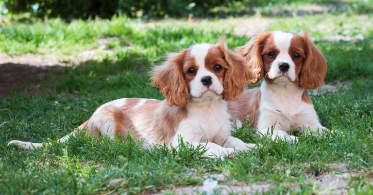 Diagnosis and management of mitral valve disease in dogs