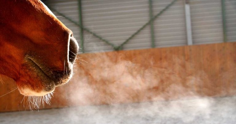 Equine asthma: update on types, causes, prevention and management