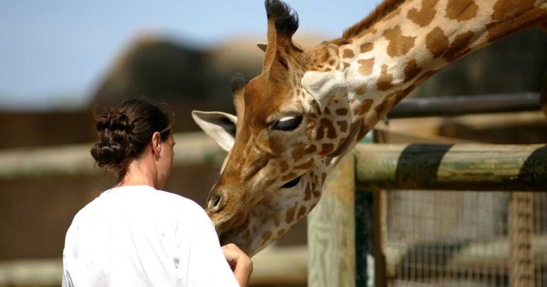 My first year as a zoo RVN – a day in the life of…