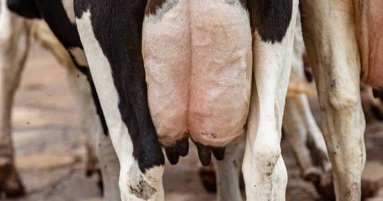 Mastitis – technology use and the importance of accurate diagnosis