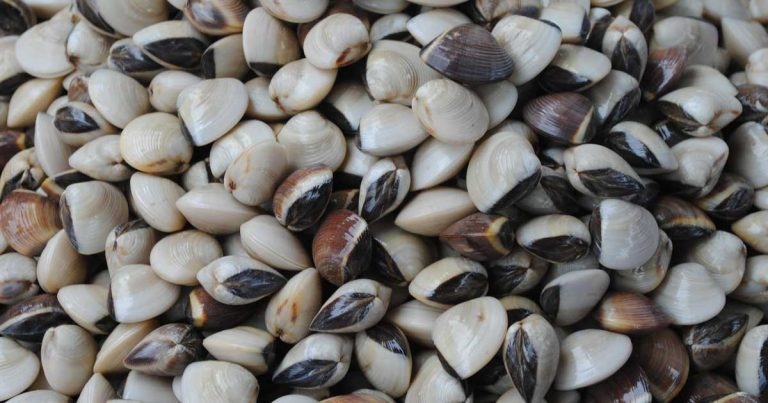 RVC reveals £3 million mollusc production study