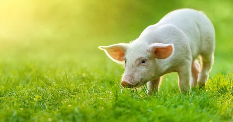 BVA leads fresh calls for farrowing crate ban