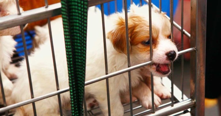 Survey prompts puppy smuggling warning