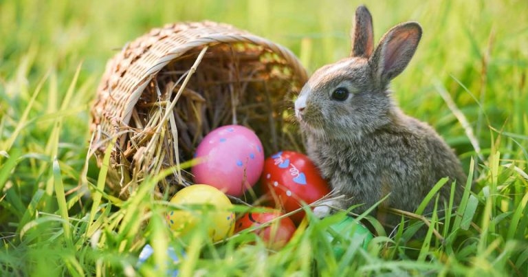 Warning as figures reveal Easter food threat to cats and rabbits