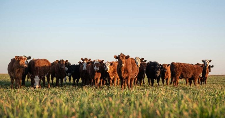 BVD: reviewing latest efforts to manage and eradicate it in UK