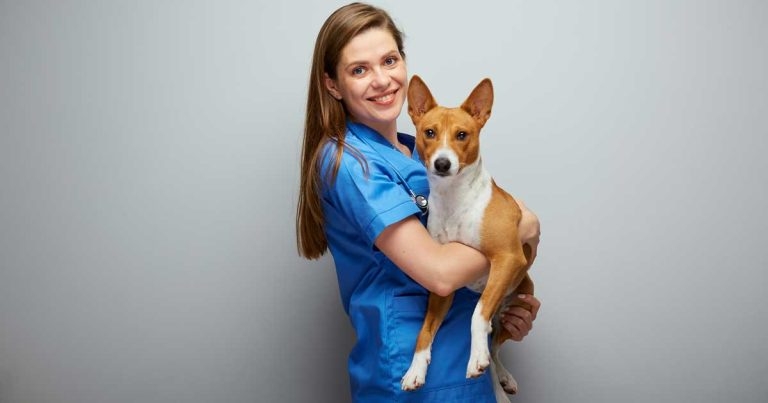 A decade of development helping small animal vets