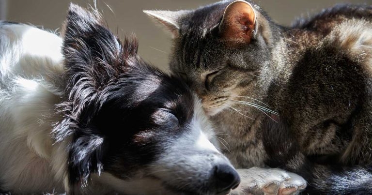 Tablet, spot-on, injection or collar: which for flea prevention?