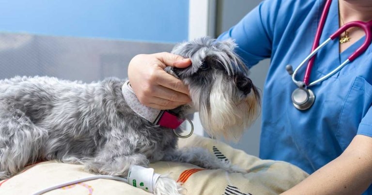 From referral to GP: anaesthesia considerations for vet nurses