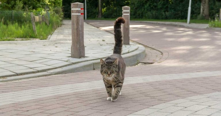 Calls for cat road accident reporting law change following UK-first study